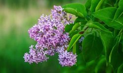 Leylak Çiçeğinin Bakımı Nasıl Olmalıdır?