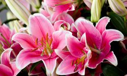 Lilyum Bakımı Nasıl Yapılmalıdır? Lilyum Bakımında Dikkat Edilmesi Gerekenler