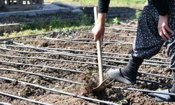 Mamak’ta Çoğaltılan Ata Tohumları Toprakla Buluşuyor