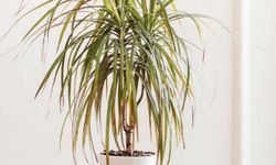 Marginata Bitkisinin Bakımı Nasıl Olmalıdır?