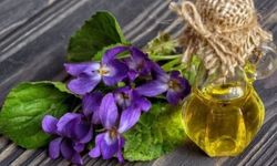 Menekşe Yağının Faydaları ve Kullanım Alanları