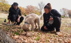 Nallıhan’ın Gizli Mantar Hazinesi Yapay Zekayla Tanımlanıyor