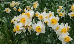 Nergis Çiçeğinin Bakımı Nasıl Olmalıdır?