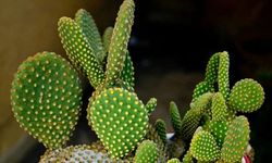 Opuntia Bitkisinin Bakımı Nasıl Olmalıdır?