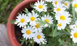 Papatya Bitkisinin Bakımı Nasıl Olmalıdır?