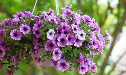 Petunya Çiçeğinin Bakımı Nasıl Olmalıdır?