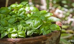 Rüyada Fesleğen Görmek, Saksıda veya Fidesini Görmek, Koparmak ve Sararmış Fesleğen Ne Anlama Gelir?