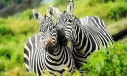 Rüyada Zebra Görmek, Koşan Zebra, Yavru Zebra, Otlayan Zebra, Ölmüş Zebra ve Zebra Balığı Görmek Ne Anlama Gelir?