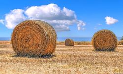 Samanın Sarısı ile Altının Sarısı Fiyatta Yarışıyor!