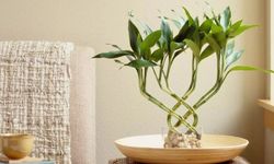 Şans Bambusunun Bakımı Nasıl Olmalıdır?