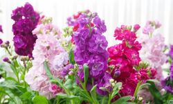 Şebboy Çiçeğinin Bakımı Nasıl Olmalıdır?