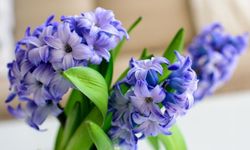 Sümbül Çiçeğinin Bakımı Nasıl Olmalıdır?