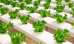 Topraksız Tarım Nasıl Yapılır?