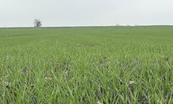 Trakya’da Buğday Ekim Mesaisi Hız Kazandı