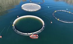 Artvin’in Sularından Dünyaya: Türk Somonu 67 Ülkenin Sofrasında