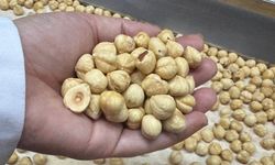 Türk Fındığı Dünyayı Besliyor: İki Ayda 351 Milyon Dolar Gelir