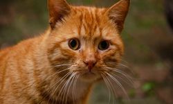 Turuncu Kediler Neden Çoğunlukla Erkektir?
