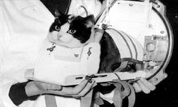 Uzaya Giden İlk Kedi Felicette’in Hikâyesi Nedir?