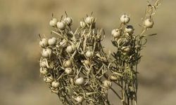 Üzerlik Çayı Nasıl Yapılır? Faydaları ve Yan Etkileri Nelerdir?