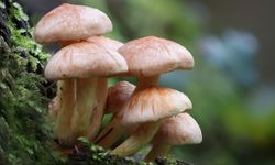 Uzmanlardan Mantar Zehirlenmesi Uyarısı: Ölümcül Olabilir