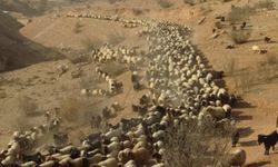 Van’dan Nusaybin’e Göç Serüveni Başladı