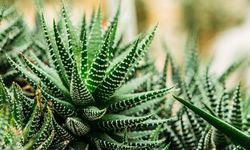 Yılan Derisi Bitkisinin Bakımı Nasıl Olmalıdır?