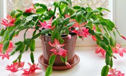 Yılbaşı Çiçeği Nasıl Çoğaltılır?