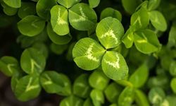 Yonca Bitkisinin Bakımı Nasıl Olmalıdır?