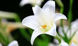 Zambak Çiçeğinin Bakımı Nasıl Olmalıdır?