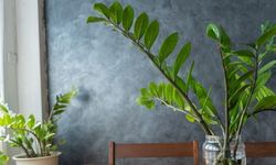 Zeze Bitkisinin Bakımı Nasıl Olmalıdır?