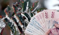 Zirai Don Destek Ödemeleri Hesaplara Yattı: 798 Milyon TL