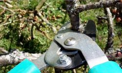 ABB’den Meyve Ağaçlarında Budama ve Terbiye Kursu: Başvurular Başladı