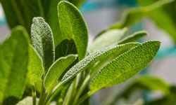 Adaçayı Bitkisi Nasıl Yetiştirilir ve Bakımı Nasıl Olmalıdır?