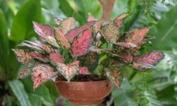 Aglaonema Bitkisi Nasıl Yetiştirilir ve Bakımı Nasıl Olmalıdır?