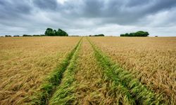 Ankara'da 44 Dönüm Arazi Mahkemeden Araç Fiyatına Satılacak!