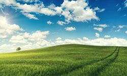 Ankara'da Büyük Tarla Mahkemeye Düştü: Bu Tarihe Kadar Parayı Getiren Yarı Fiyata Alacak