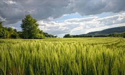 Ankara'da Mahkemeden Şaşırtan Karar: Tek Daire Fiyatına Arsa Satılacak