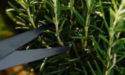 Biberiye Bitkisinin Bakımı Nasıl Olmalıdır?