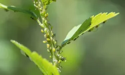 Çiçeklerde Böceklenme Neden Olur? Çiçeklerde Böceklenmeyi Tetikleyen Hatalar ve Çözüm Önerileri
