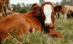 Damızlık Sığır Boğalarında Tabii Tohumlama Kuralları Netleşti