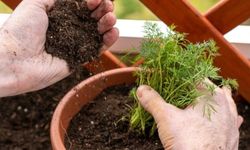 Dereotu Nasıl Yetiştirilir ve Bakımı Nasıl Olmalıdır?