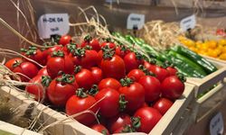 Sebze Tohumu İhracatında Büyük Artış: Yüzde 31’lik Sıçrama