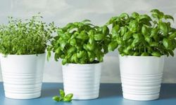 Fesleğen Bitkisinin Bakımı Nasıl Olmalıdır?