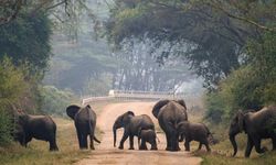 Hayvanlar da Kayıplarının Yasını Tutuyor mu?