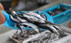 Türk Hamsisi 20 Ülkeye Ulaştı: İhracat 14,4 Milyon Doları Aştı