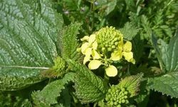 Hardal Otu Bitkisi Nasıl Yetiştirilir ve Bakımı Nasıl Olmalıdır?