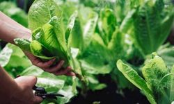 Ispanak Nasıl Yetiştirilir ve Bakımı Nasıl Olmalıdır?