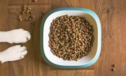 Kasımda Zam Şampiyonu Evcil Hayvan Ürünleri Oldu