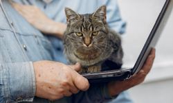 Kediler Neden Dizüstü Bilgisayarların Üzerine Oturuyor?