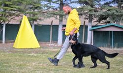 Köpek Eğitim Uzmanından Uyarı: Yasaklı Irklar Kontrolsüz Bırakılamaz